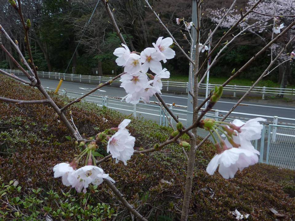 桜開花情報 2022年3月29日の写真