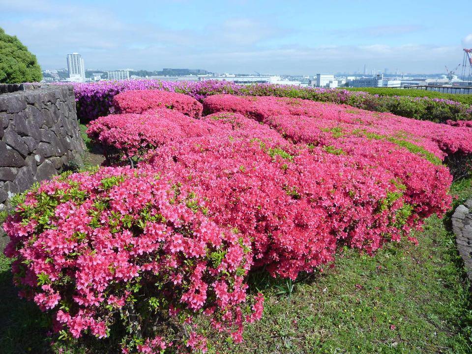 花だよりの写真