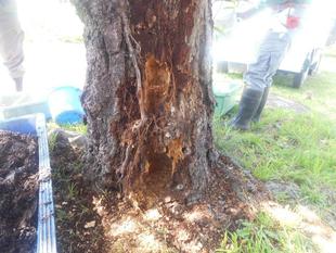 桜（不定根）育成