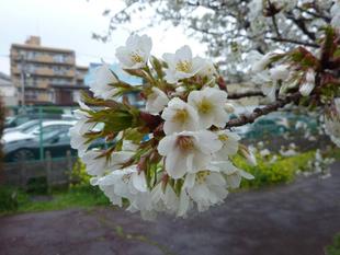 桜開花情報 2022年4月3日