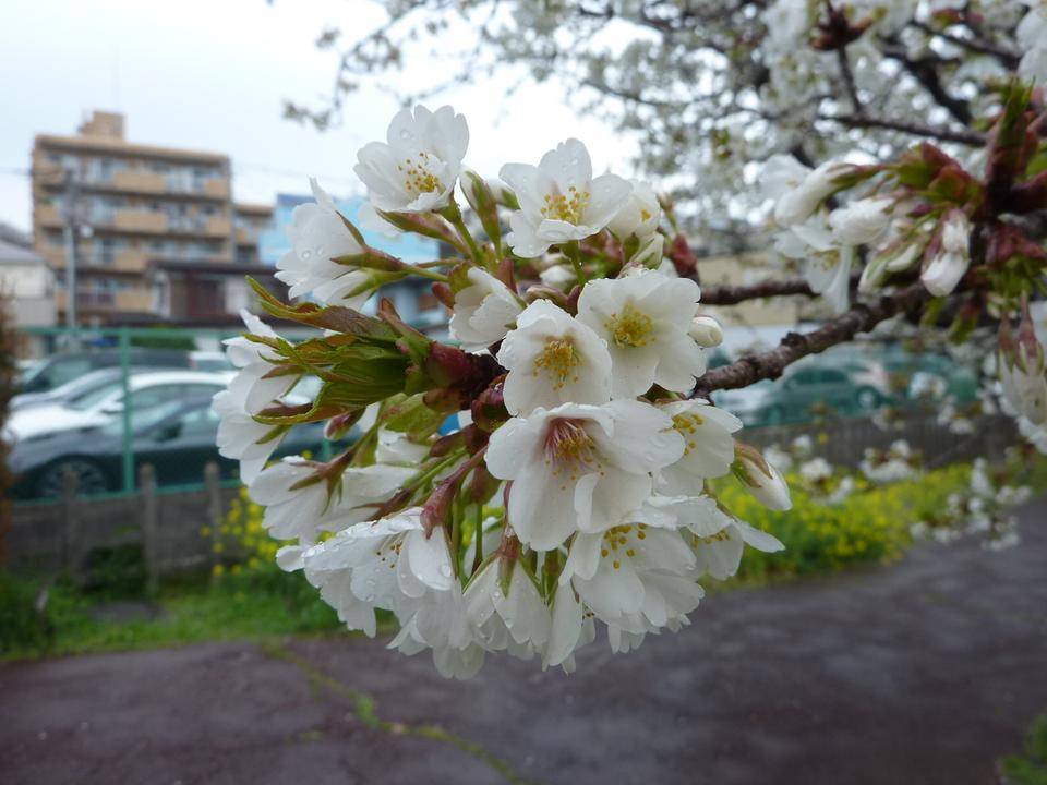 桜開花情報 2022年4月3日の写真