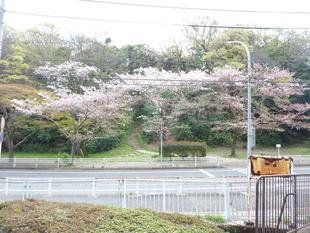 桜開花情報2022年4月7日