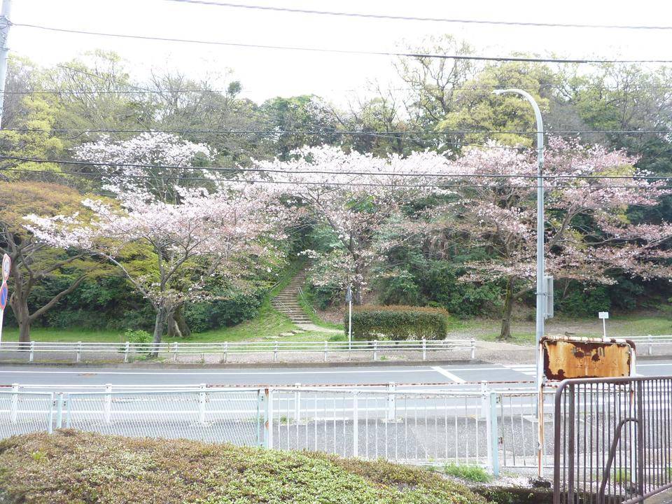 桜開花情報2022年4月7日の写真