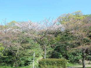 桜開花情報2022年4月10日