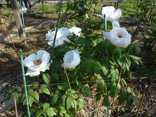 ボタンの紹介2022年4月12日