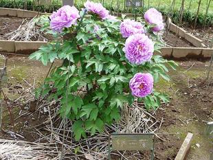 ボタンの紹介2022年4月18日