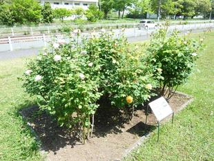 バラが咲き始めました。