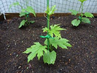 グリーンカーテン