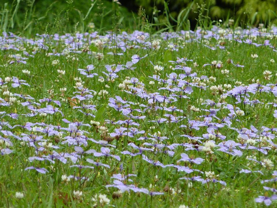 チリアヤメの写真