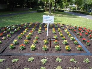 夏花壇の花植え