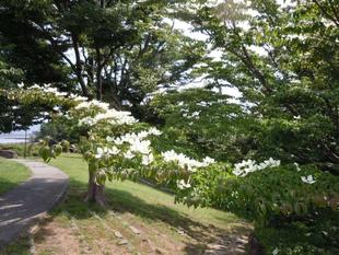 梅雨に入る前に