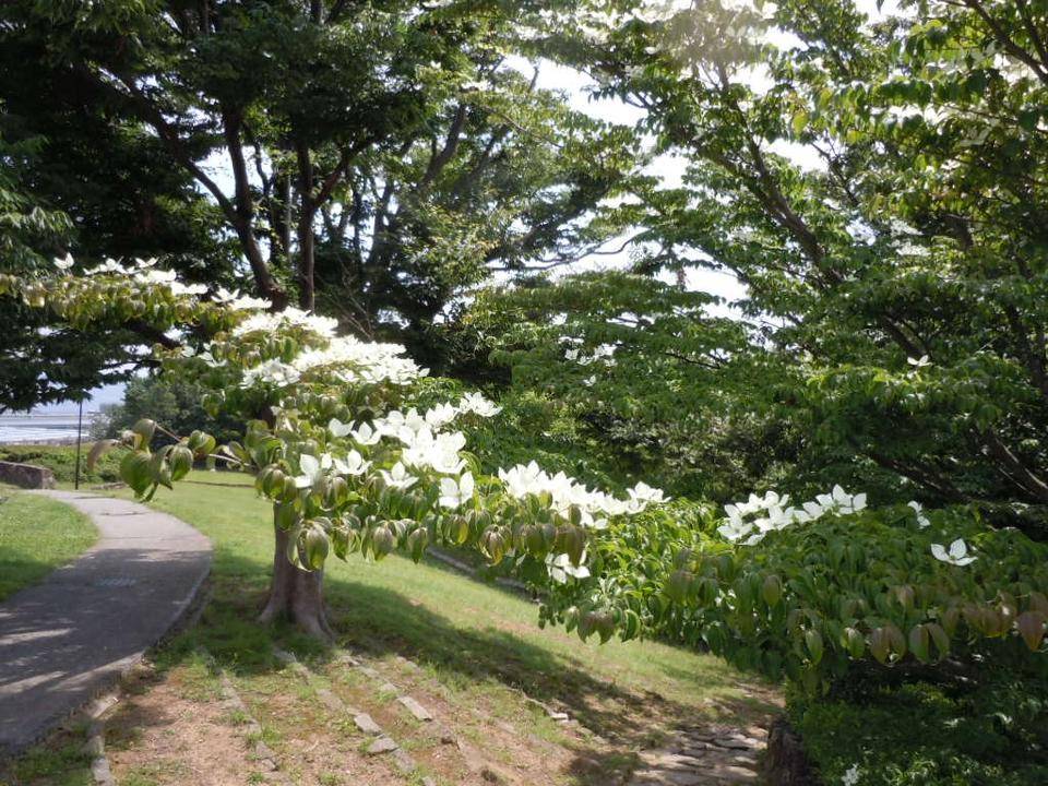 梅雨に入る前にの写真