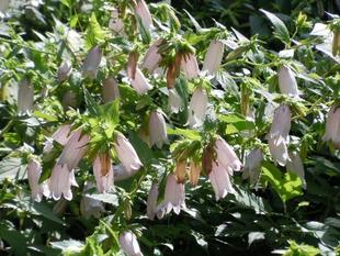 ホタルブクロがたくさん咲いています。