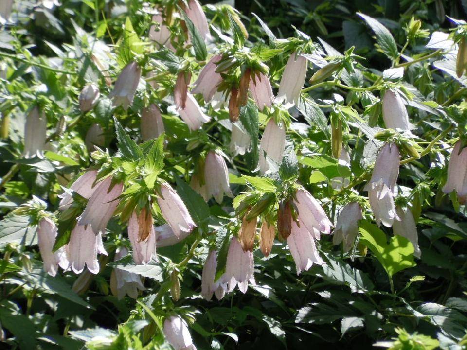 ホタルブクロがたくさん咲いています。の写真