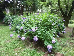 アジサイが見頃です。