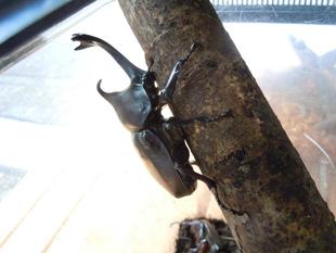 カブトムシを展示しています。