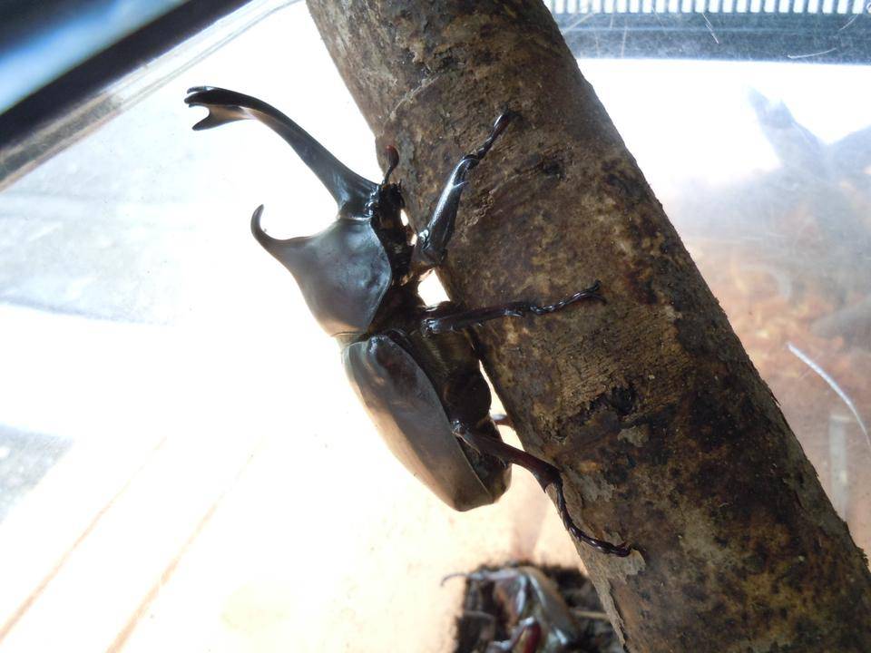 カブトムシを展示しています。の写真
