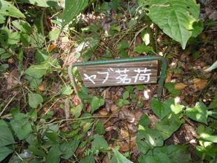 ヤブ茗荷（ヤブミョウガ）