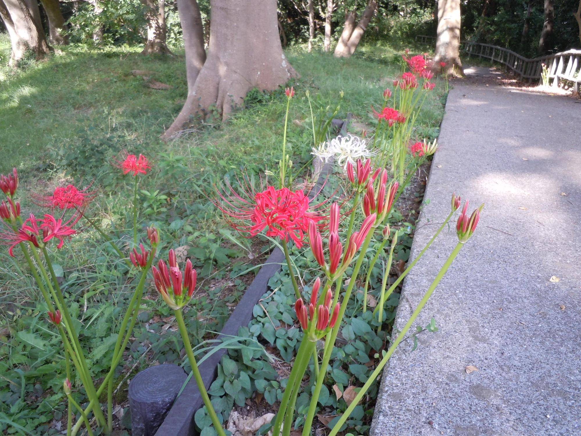 彼岸花が咲き始めました。の写真