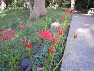 彼岸花が咲き始めました。