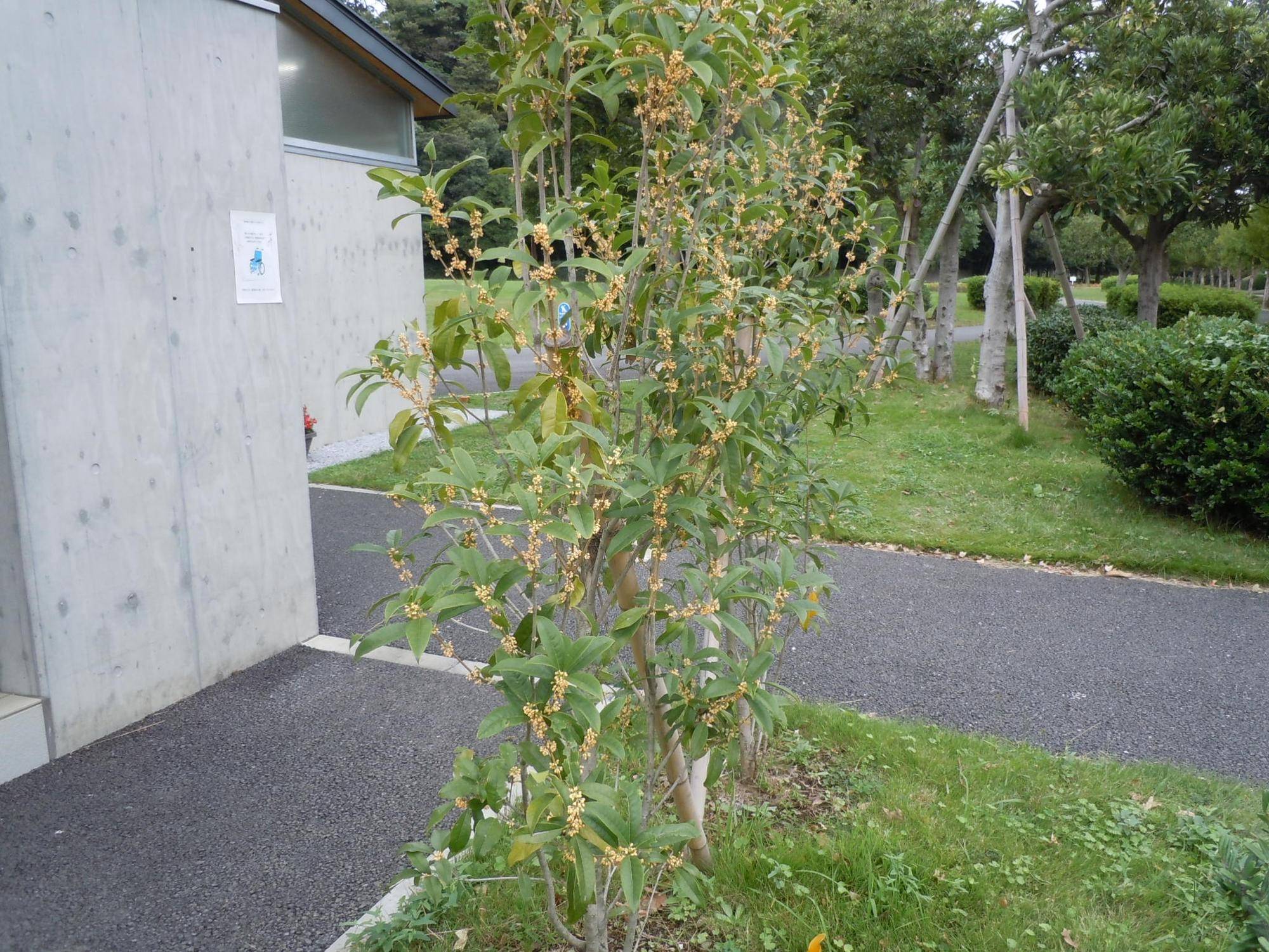 キンモクセイの写真