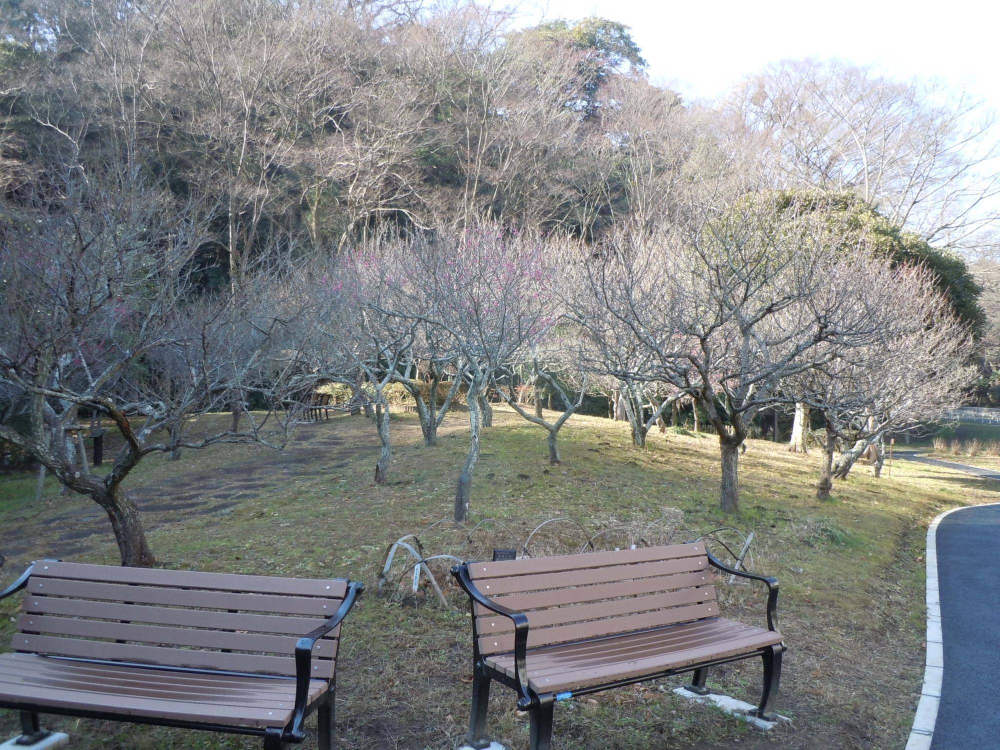 梅が咲き始めました。の写真
