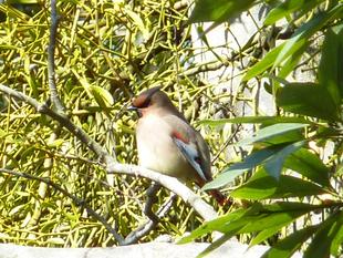 ヒレンジャクが訪れています！！