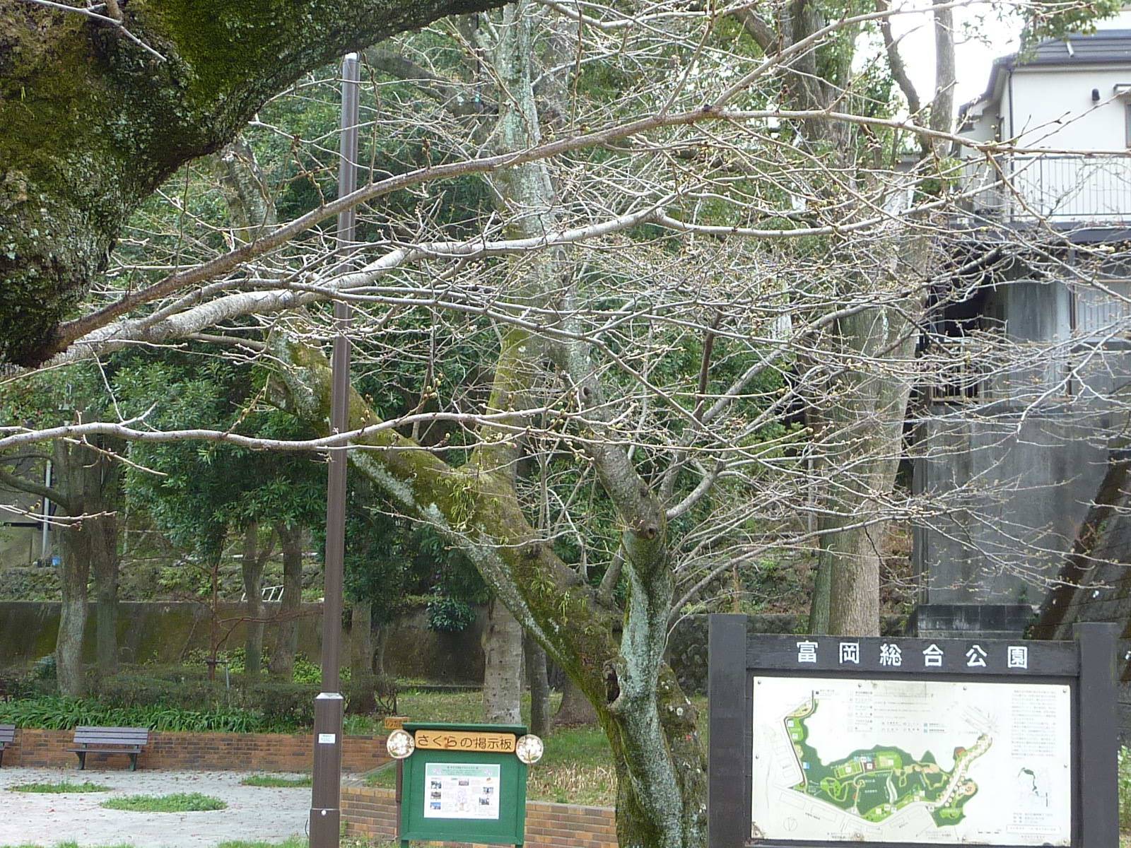 【桜開花情報】2023年3月13日(月)の写真
