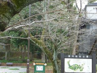 【桜開花情報】2023年3月13日（月）