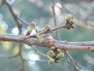 【桜開花情報】2023年3月15日（水）