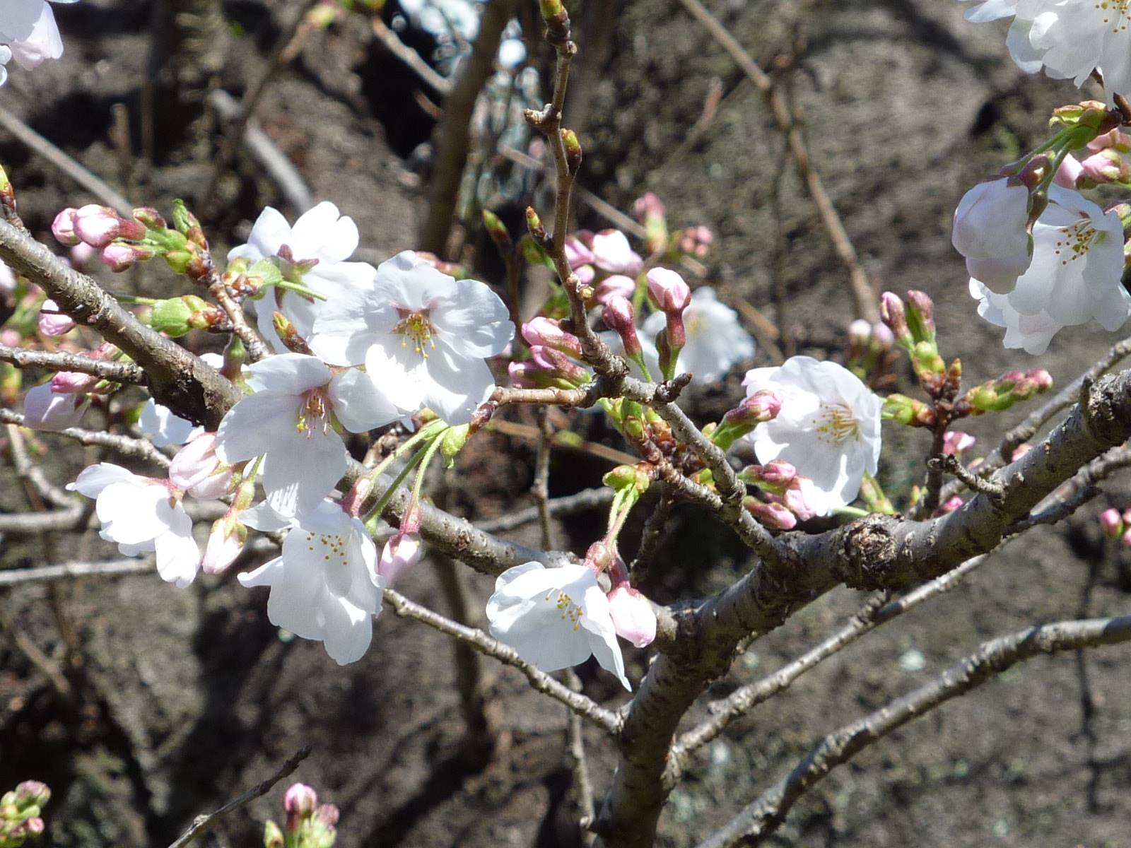 【桜開花情報】2023年3月19日(日)の写真