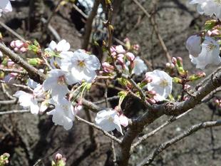 【桜開花情報】2023年3月19日（日）