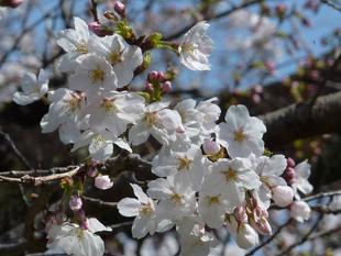 【桜開花情報】2023年3月22日（水）