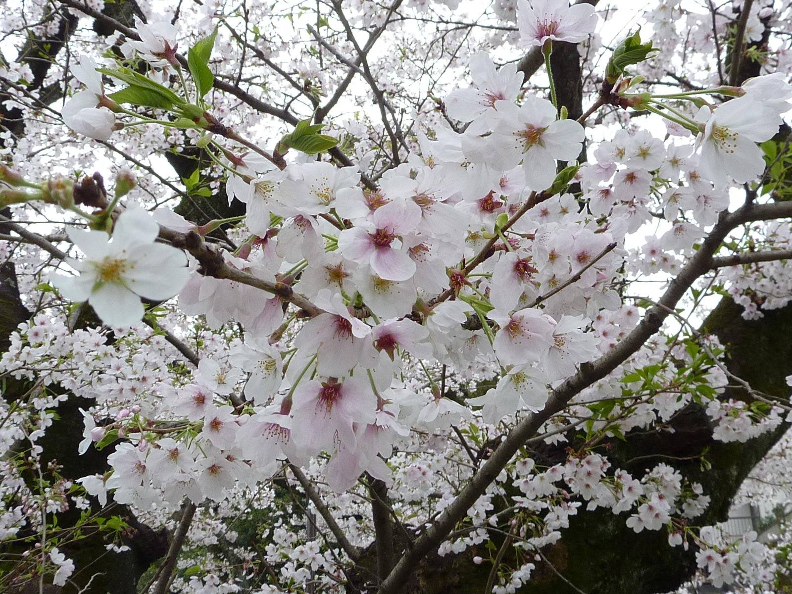 【桜開花情報】2023年3月27日(月)の写真
