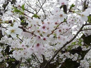 【桜開花情報】2023年3月27日（月）