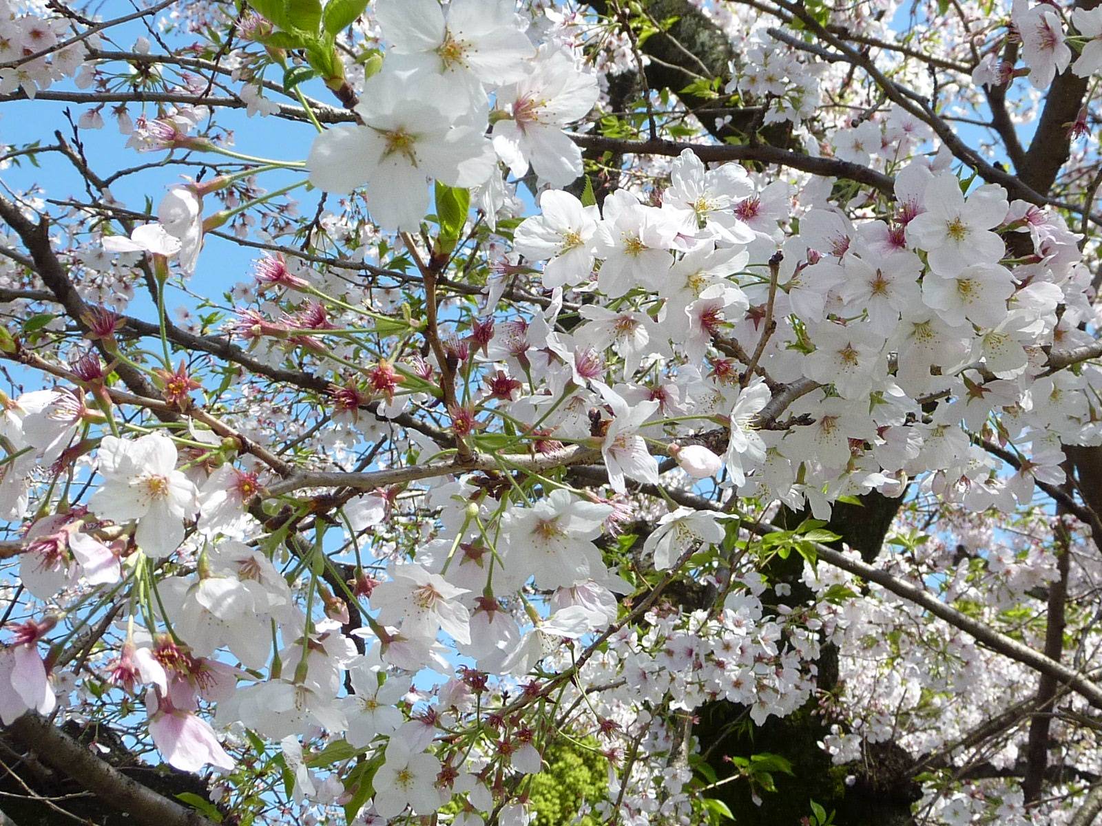 【桜開花情報】2023年3月30日(木)の写真