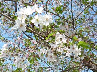 【桜開花情報】2023年4月4日（火）