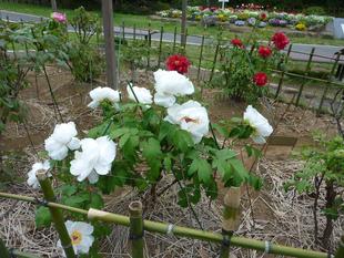 ボタンが咲き始めています。