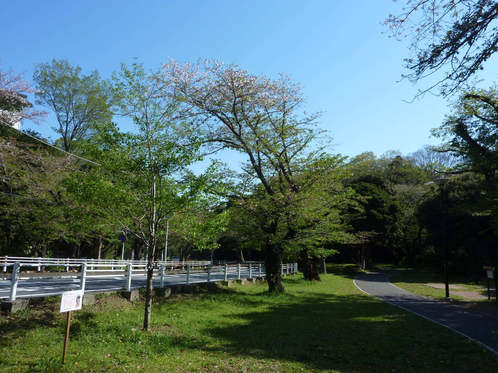 【桜開花情報】2023年4月9日(日)の写真