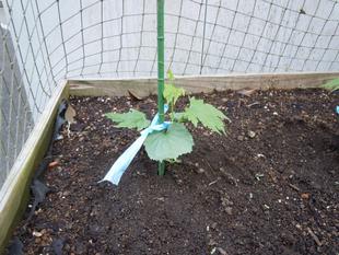 グリーンカーテン設置