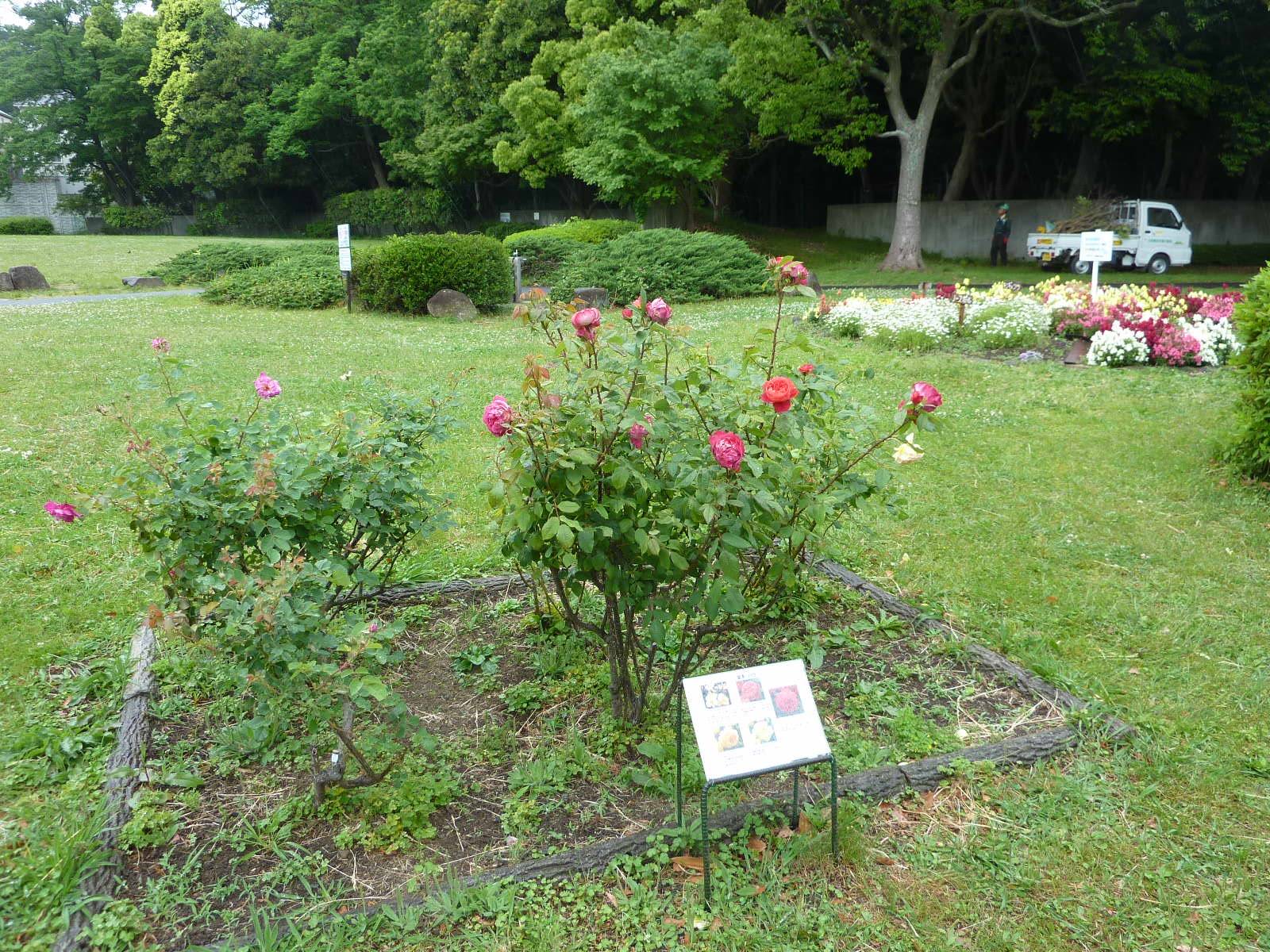 バラが咲き始めています。の写真