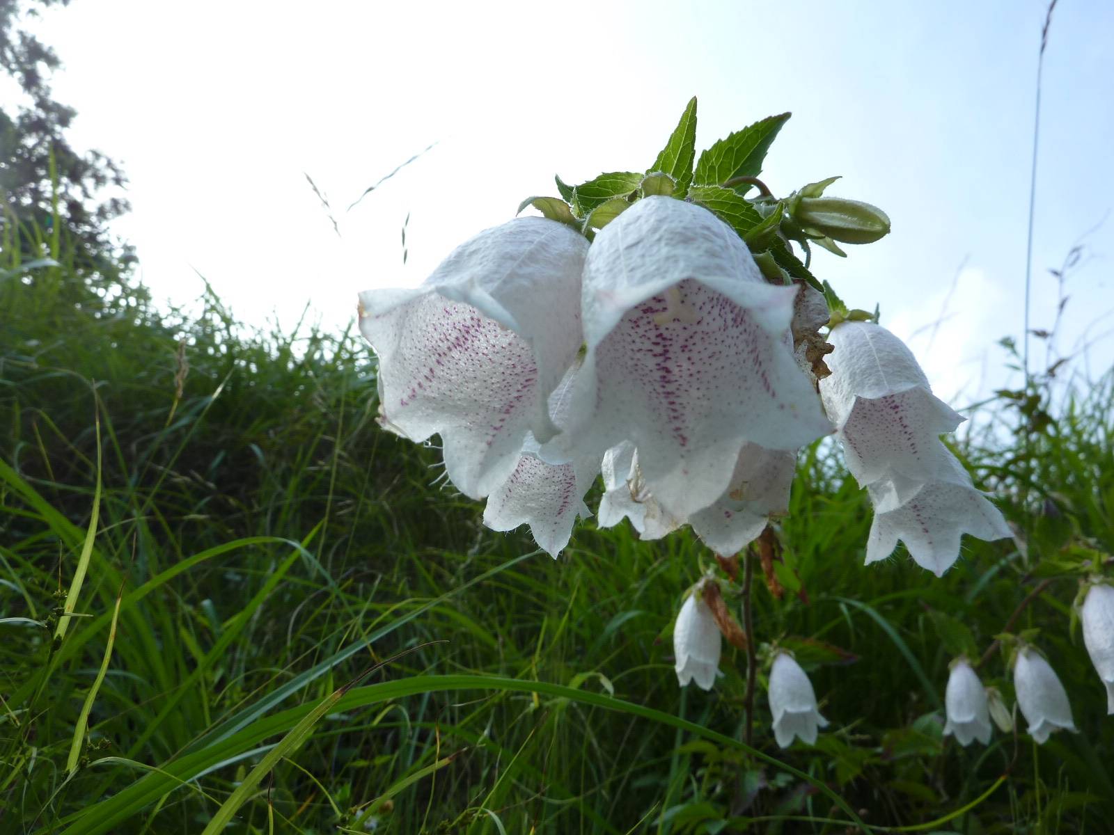 ホタルブクロが今年も咲き始めました。の写真
