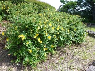 キンシバイが咲いています。