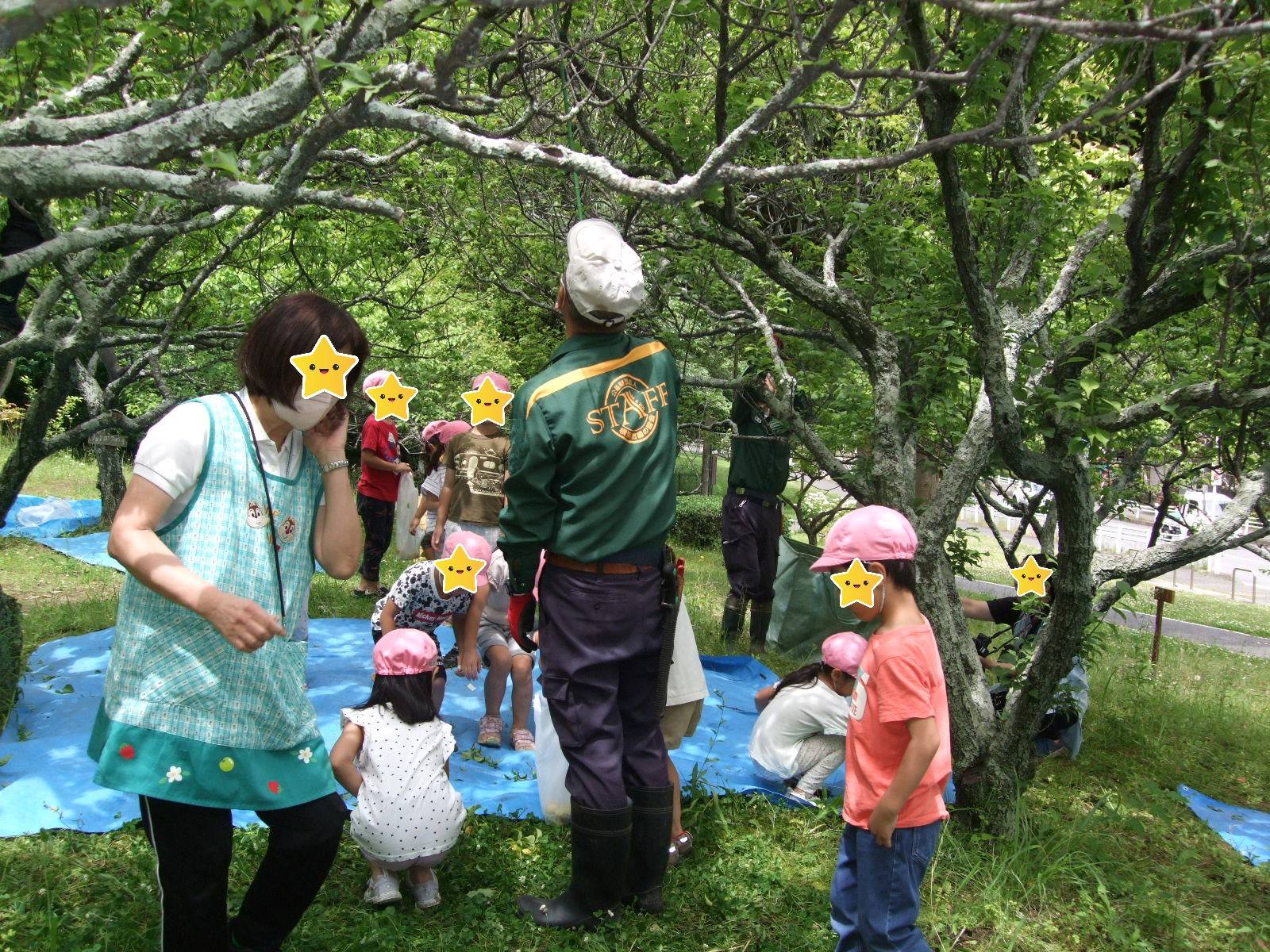 梅もぎ大会の写真