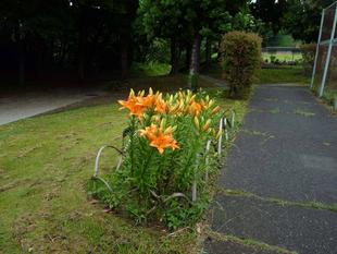 ユリが咲いています。