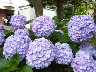 アジサイが見頃です。
