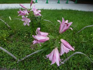 ユリとキキョウ