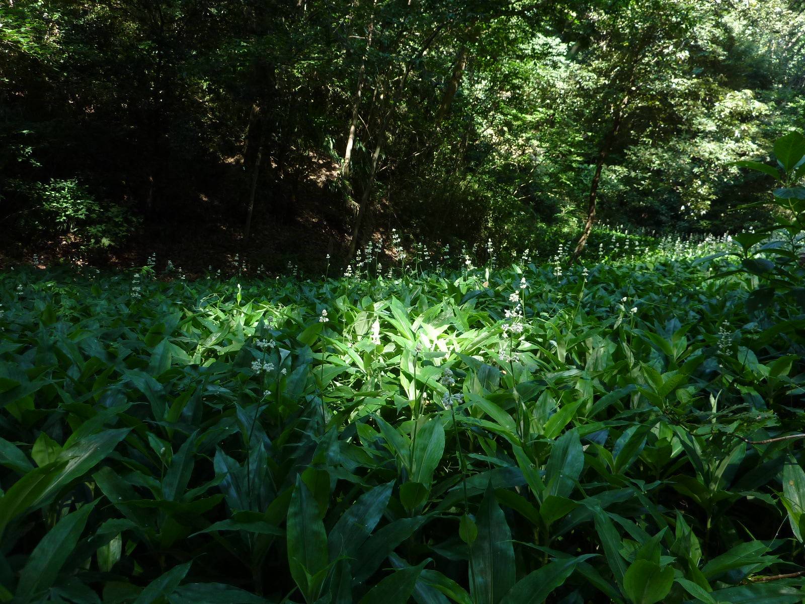 ヤブ茗荷増殖中の写真