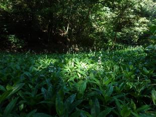 ヤブ茗荷増殖中