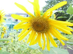 ヒマワリ満開